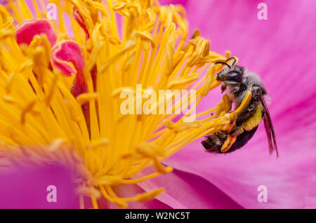 Photo macro d'une abeille sur une fleur jaune et violet Banque D'Images