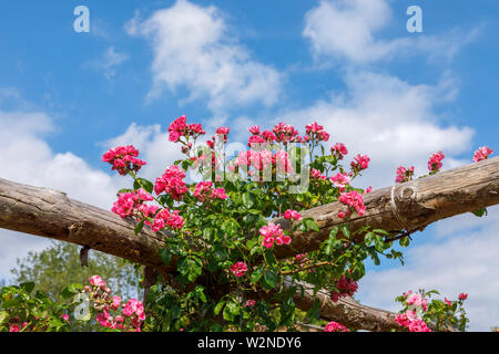 Jolie rose 'pilier américain' roses grimpant sur une pergola en bois floraison contre un ciel bleu un jour d'été, Surrey, au sud-est de l'Angleterre Banque D'Images