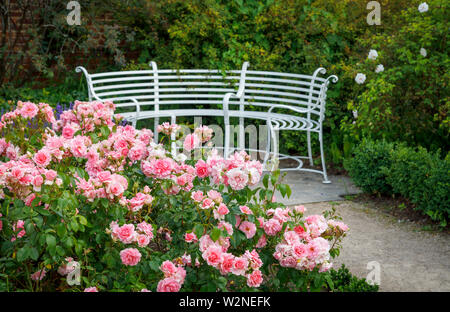 Rose rose floribunda 'Vous êtes belles" (Fryracy) à fleurs en été dans le jardin de Mme Greville, Polesden Lacey, Great Bookham, Surrey Banque D'Images