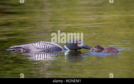 Plongeon huard (Gavia immer) nourrir son poussin dans l'Ontario, Canada Banque D'Images