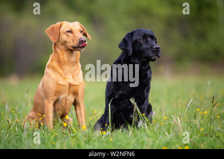 Deux chiens Labrador retriever, jaune et noir Banque D'Images