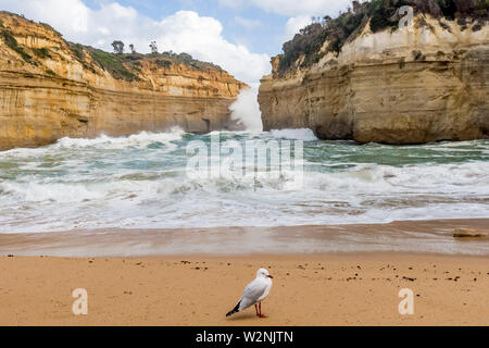 Mouette dans le magnifique Loch Ard Gorge, dans le parc national de Port Campbell, le long de la Great Ocean Road, l'Australie Banque D'Images