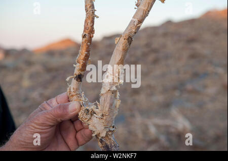 L'écorce des arbres, le Brandberg Mountain, Damaraland, Namibie Banque D'Images