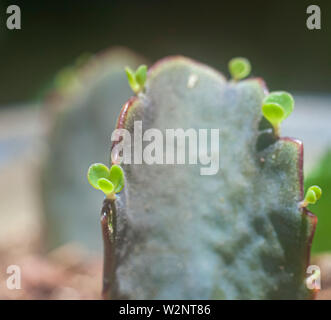 La multiplication de boutures de feuilles succulentes. Libre d'une feuille fine de Lavender Scallops (Bryophyllum fedtschenkoi Kalanchoe fedtschenkoi Syn) placé Banque D'Images