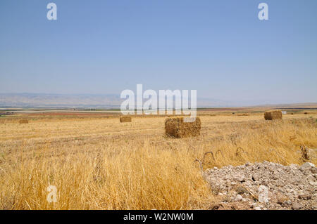 Bottes de paille dans un champ de blé après la récolte. Photographié dans la Galilée, Israël en juin Banque D'Images