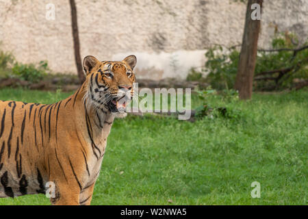 Tigre du Bengale Royal à dans la distance au Zoo. Banque D'Images