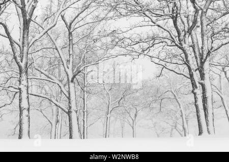 Tempête de neige d'avril, des Bois, USA, par Dominique Braud/Dembinsky Assoc Photo Banque D'Images