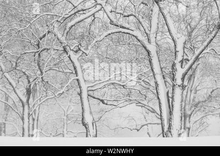 Tempête de neige d'avril, des Bois, USA, par Dominique Braud/Dembinsky Assoc Photo Banque D'Images