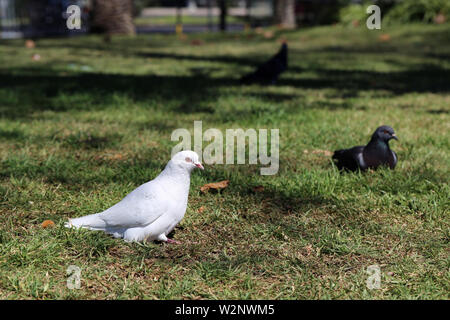 Les pigeons blancs et noirs sur un pré au cours d'une journée ensoleillée. Sur cette photo, vous pouvez voir trois oiseaux, pré vert et quelques ombres d'arbres. Banque D'Images