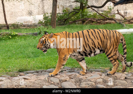 Portrait d'un tigre du Bengale Royal en journée ensoleillée. Banque D'Images