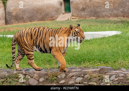 Belles balades tigre du Bengale Royal au Zoo Banque D'Images