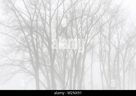 Un épais brouillard, arbres et prairie, Mars, Bois Whitetail Regional Park, comté de Dakota, MN, USA, par Dominique Braud/Dembinsky Assoc Photo Banque D'Images