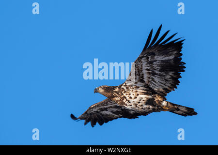 American Bald Eagle (Haliaeetus leucocephalus), sub-adultes, en Amérique du Nord, par Dominique Braud/Dembinsky Assoc Photo Banque D'Images