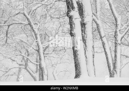 Tempête de neige d'avril, des Bois, USA, par Dominique Braud/Dembinsky Assoc Photo Banque D'Images