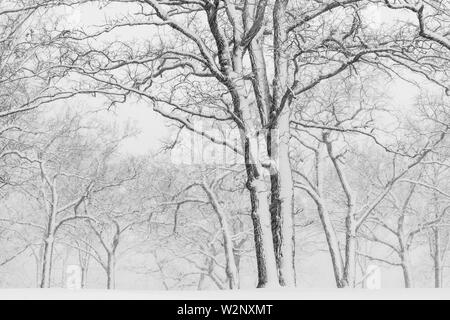 Tempête de neige d'avril, des Bois, USA, par Dominique Braud/Dembinsky Assoc Photo Banque D'Images