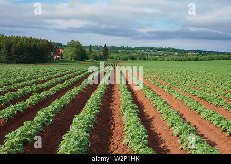 Des rangées et des rangées de plants de pommes de terre dans le sol de l'Île-rec Banque D'Images