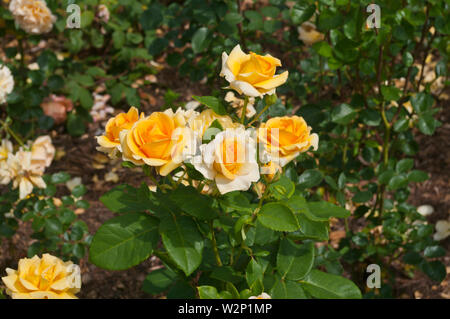 Rose jaune Rosa You Are My Sunshine Frykwango Banque D'Images