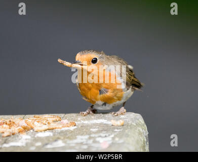 Robin (Erithacus rubecula aux abords) Banque D'Images