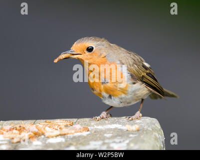 Robin (Erithacus rubecula aux abords) Banque D'Images