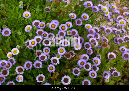 L'Erigeron Glaucos Roger Raiche Plage Bord de Mer Daisy Fleabane Aster Banque D'Images