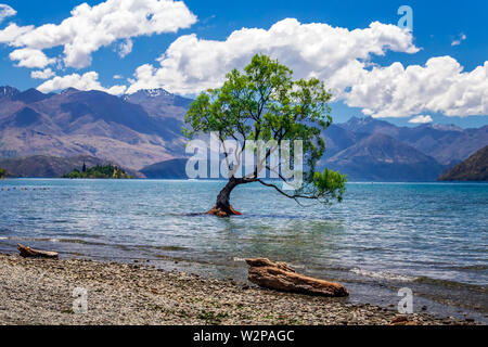 Il plus photographié tree en Nouvelle-Zélande, le lac Wanaka au coucher du soleil. Banque D'Images