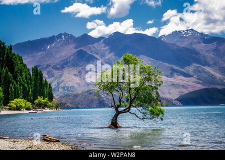 Il plus photographié tree en Nouvelle-Zélande, le lac Wanaka au coucher du soleil. Banque D'Images