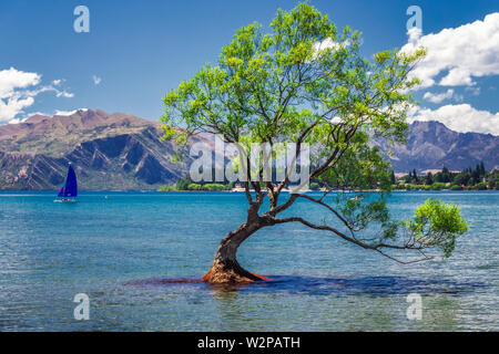 Il plus photographié tree en Nouvelle-Zélande, le lac Wanaka au coucher du soleil. Banque D'Images