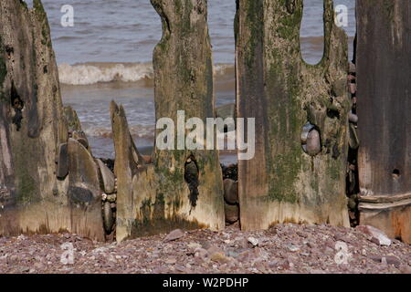 Rochers coincés dans le bois résisté par la mer et le sable sur la côte Banque D'Images