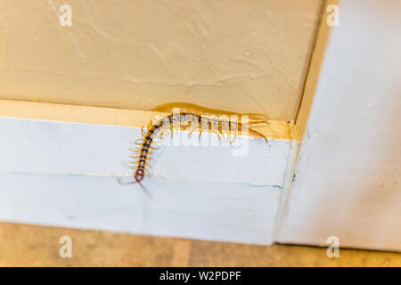 Grande maison d'insectes rampant bug centipede sur mur dans le Nouveau Mexique avec de nombreux gros plan macro jambes Banque D'Images