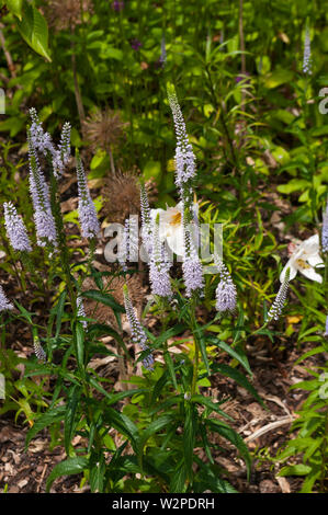 Veronica longifolia Lila Karina Garden Speedwell Banque D'Images