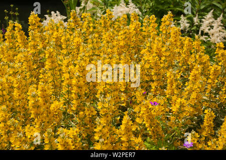 Yellow Lysimachia punctata Alexander ou la salicaire en pointillé jaune grande salicaire salicaire ou tachetée Banque D'Images