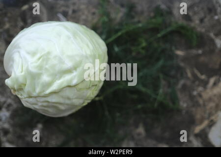 Un chou blanc sur une table avec green Banque D'Images