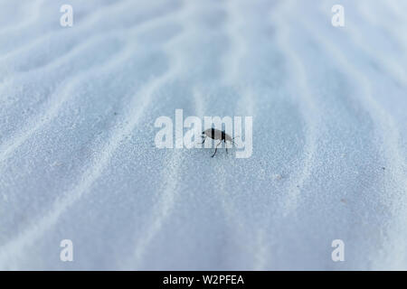 Les dunes de sable blanc motif monument national libre au Nouveau Mexique avec beetle insecte macro Banque D'Images