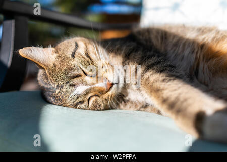 Sleepy mignon chat tabby calico dormir recroquevillé sur la face couchée sur le dos à l'extérieur chaise jardin Banque D'Images