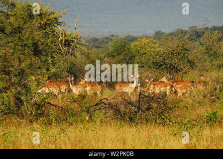 Commande de jeu Safari en Afrique du Sud. Une vue magnifique d'un petit troupeau d'antilopes Impala le pâturage dans la brousse avec leurs jeunes. Banque D'Images