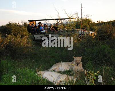 Près d'un petit groupe de safari en Afrique du Sud visualiser deux lions sauvages se reposant après un kill. Banque D'Images