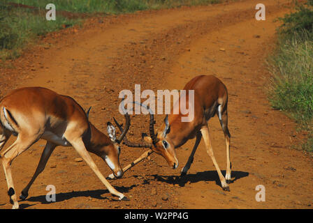 Près de deux jeunes antilopes sauvages Impala en bataille simulée, l'essai de leurs cornes. Photographié lors d'un safari en Afrique du Sud. Banque D'Images