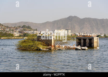 Les oiseaux migrateurs sur le lac Anasagar Pelican dans Ajmer. Le Rajasthan. L'Inde Banque D'Images