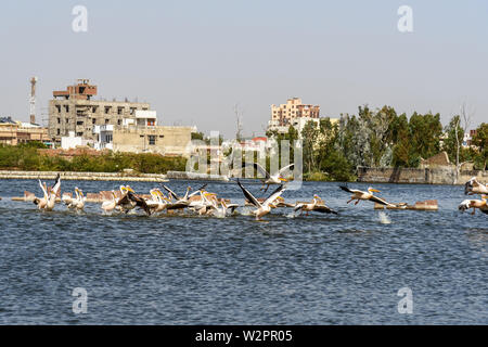 Les oiseaux migrateurs sur le lac Anasagar Pelican dans Ajmer. Le Rajasthan. L'Inde Banque D'Images