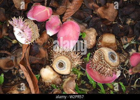 Le Couroupita guianensis ou brésilien Cannon Ball arbre produit des fleurs odorantes, exotiques. Ces fleurs ressemblent à des yeux morts comiques. Banque D'Images