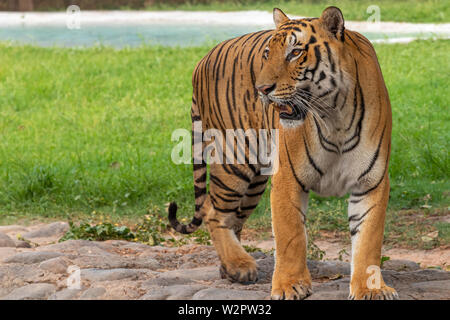 Tigre du Bengale Portrait , à la recherche dans la distance Banque D'Images