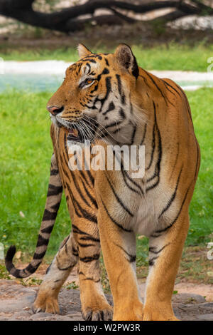 Tigre du Bengale Portrait , à la recherche dans la distance Banque D'Images