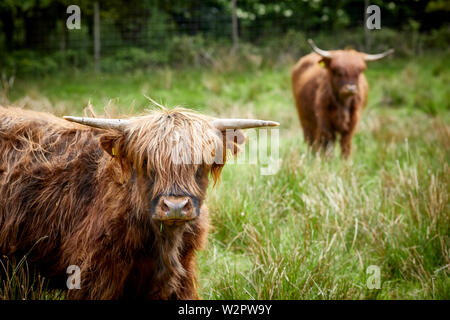 Highland cattle prendre résidence à Lyme Park estate Disley, Cheshire. Banque D'Images