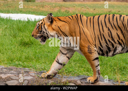 Tigre du Bengale Royal à dans la distance au Zoo. Banque D'Images