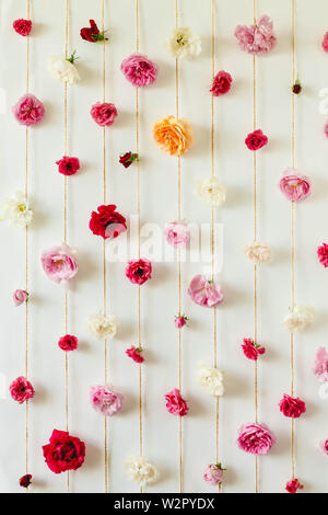 Floral magnifique texture des boutons de rose sur le mur blanc, nature fleurs Banque D'Images
