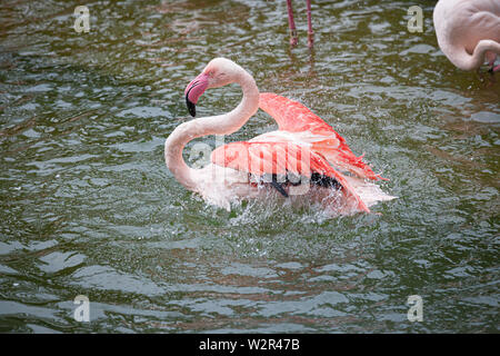 Flamingo rouge prendre un bain Banque D'Images