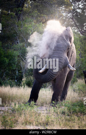 Bull, un éléphant d'Afrique Loxodonta africana, aérosols sable sur elle-même à l'aide de son tronc. Banque D'Images