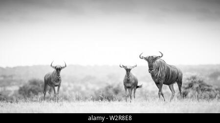 Le Gnou bleu trois, Connochaetes taurinus, tenez-vous dans une clairière, regard direct, en noir et blanc. Banque D'Images