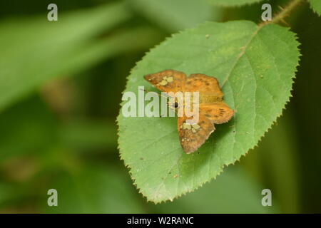 papillon assis sur la feuille verte. (pseudocoladenia dan ) vous a pigé à plat. Banque D'Images