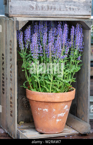 Salvia fleurs dans une plante en pot sur un affichage à l'ERS à Hampton Court Flower Show 2019. Hampton Court, Surrey, Angleterre Banque D'Images